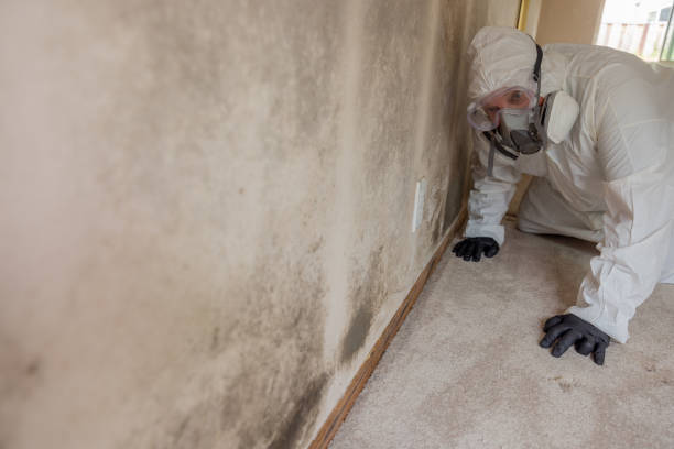 Environmental Consulting for Mold Prevention in Hamilton, MO