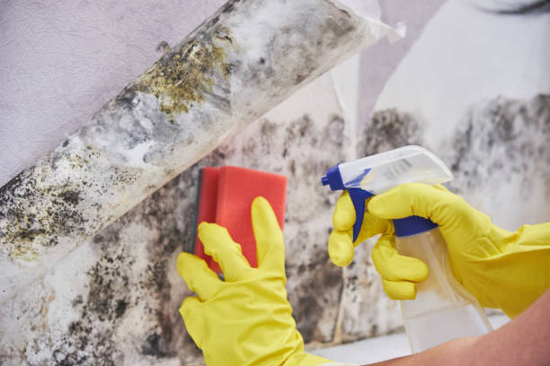 Best Mold Damage Restoration  in Hamilton, MO